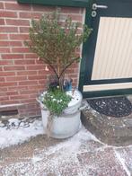 Zinken plantenbak met planten, Tuin en Terras, Bloempotten, Ophalen, Gebruikt, Rond, Balkon