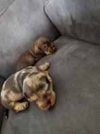 Zeer mooie ruwharige teckelpups, 8 tot 15 weken, HCC (leverziekte), Dwerg, Meerdere