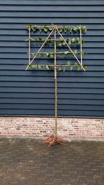 Tilia 'Pallida'  Leilinde 🌿  beschikbaar voor biedingen
