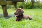 Labmaraner pups ( labrador x weimaraner ), Dieren en Toebehoren, Honden | Retrievers, Spaniëls en Waterhonden, Nederland, CDV (hondenziekte)