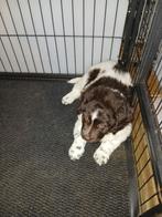 Te koop 2  Friese stabij pup's van onze lieve Blacky, Reu, Meerdere, Middel, Nederland