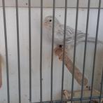 Kanarie, Dieren en Toebehoren, Vogels | Kanaries, Mannelijk, Kleurkanarie