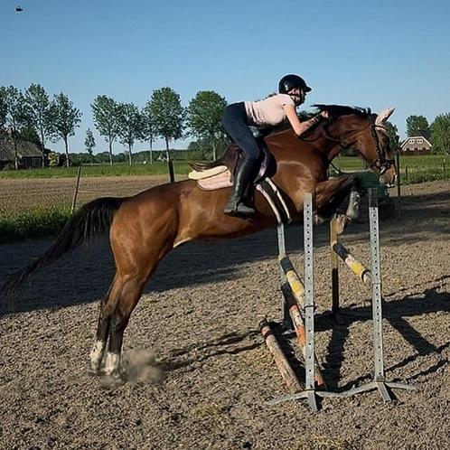 Lease paard aangeboden, bijrijder gezocht!, Diensten en Vakmensen, Dieren | Paarden | Verzorging, Oppas en Les, Ruiter of Bijrijder