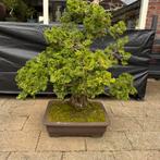 Bonsai juniperus, Ophalen, Bloeit niet, Halfschaduw, Overige soorten