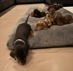 Teckel puppy's, Dieren en Toebehoren, Honden | Teckels en Dashonden, Standaard, 8 tot 15 weken, Korthaar, Meerdere