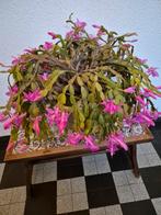 Lidcactus, Huis en Inrichting, Ophalen, Halfschaduw, Minder dan 100 cm
