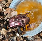 Protaetia formosana, Dieren en Toebehoren, Insecten en Spinnen, Overige soorten