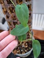 monstera aureopinnata, Ophalen of Verzenden, Halfschaduw, Minder dan 100 cm