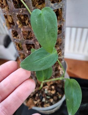 monstera aureopinnata beschikbaar voor biedingen
