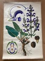 School poster botanic, Ophalen of Verzenden, Geschiedenis