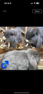 Franse hangoren, Dieren en Toebehoren, Konijnen, Mannelijk, Groot