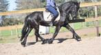 SUPERbrave, gereden Friese merrie, drachtig van Matthijs 504, Dieren en Toebehoren, Paarden, Merrie, B, Gechipt, 3 tot 6 jaar