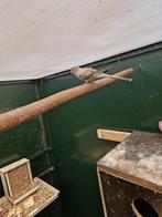 Mooi koppel boerks, Meerdere dieren