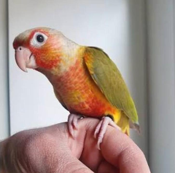 Gezocht pyrrhura mannetje, Dieren en Toebehoren, Vogels | Parkieten en Papegaaien, Parkiet, Mannelijk, Tam, Geringd