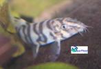 Botia lohachata, Dieren en Toebehoren, Vis, Zoetwatervis, Schoolvis