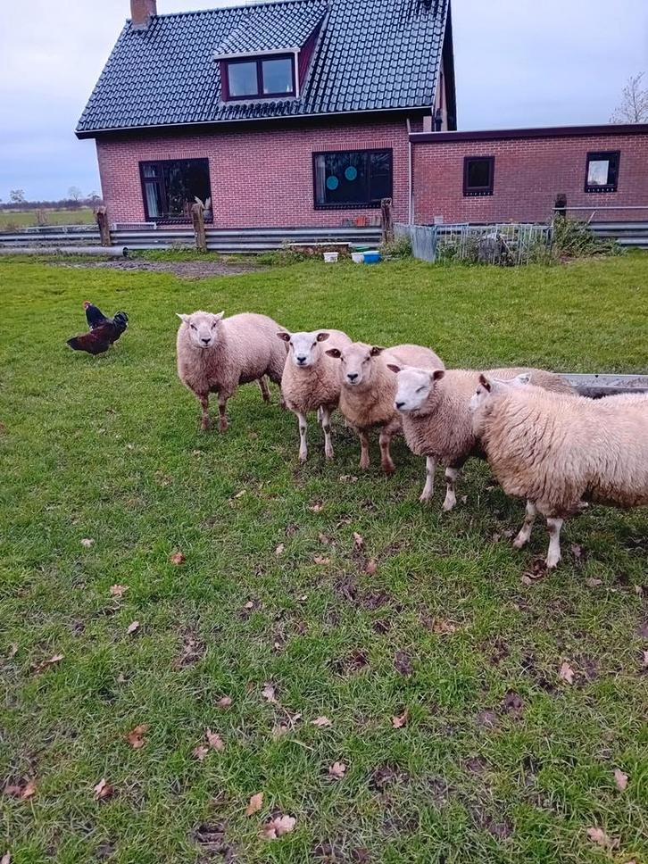 rammen, Dieren en Toebehoren, Schapen, Geiten en Varkens, Schaap, Mannelijk, 0 tot 2 jaar