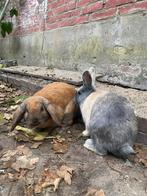 Konijnen mannetjes, Dieren en Toebehoren, Mannelijk