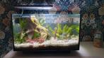 Superfish Quadro 40 Pro incl vissen en garnalen, Dieren en Toebehoren, Vissen | Aquaria en Toebehoren, Ophalen, Gebruikt, Gevuld zoetwateraquarium