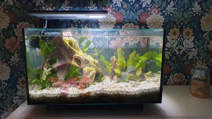 Superfish Quadro 40 Pro incl vissen en garnalen, Dieren en Toebehoren, Vissen | Aquaria en Toebehoren, Gebruikt, Gevuld zoetwateraquarium