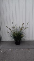 siergras pennisetum little bunny, Ophalen, Zomer, Vaste plant, Siergrassen