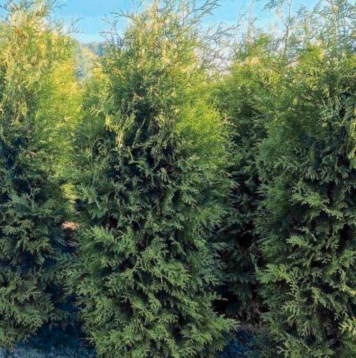 Coniferen THUJA, Tuin en Terras, Planten | Bomen, Overige soorten, 100 tot 250 cm, Halfschaduw, Bloeit niet, Ophalen of Verzenden