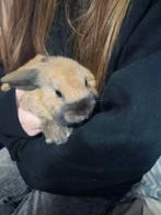 2 dwerg hangoorkonijntjes met kooi, Dieren en Toebehoren, Vrouwelijk, Dwerg, Hangoor, 0 tot 2 jaar