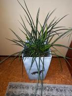 Sanseveria/ Punk, Ophalen