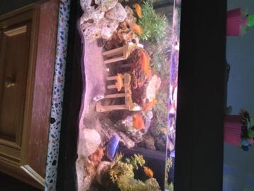 Aquarium  beschikbaar voor biedingen