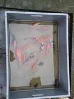 Koi en goudvissen te koop, Dieren en Toebehoren, Vissen | Vijvervissen, Karper of Koi