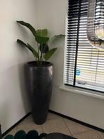 Moderne betonnen bloempot / plantenpot - 120x55cm, Gebruikt, 40 cm of meer, Binnen, Ophalen of Verzenden