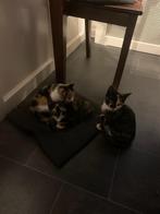 jonge poesjes  /  kittens, Dieren en Toebehoren, Katten en Kittens | Overige Katten, Poes, Kortharig, 0 tot 2 jaar