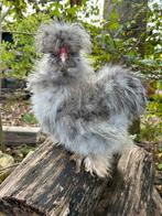 USA zijdehoen splash frizzle haan, Dieren en Toebehoren, Pluimvee, Mannelijk, Kip