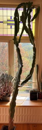 Kaktus groot, Ophalen of Verzenden, Halfschaduw, 200 cm of meer