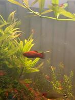 Gratis platy mannetje, Dieren en Toebehoren, Vis