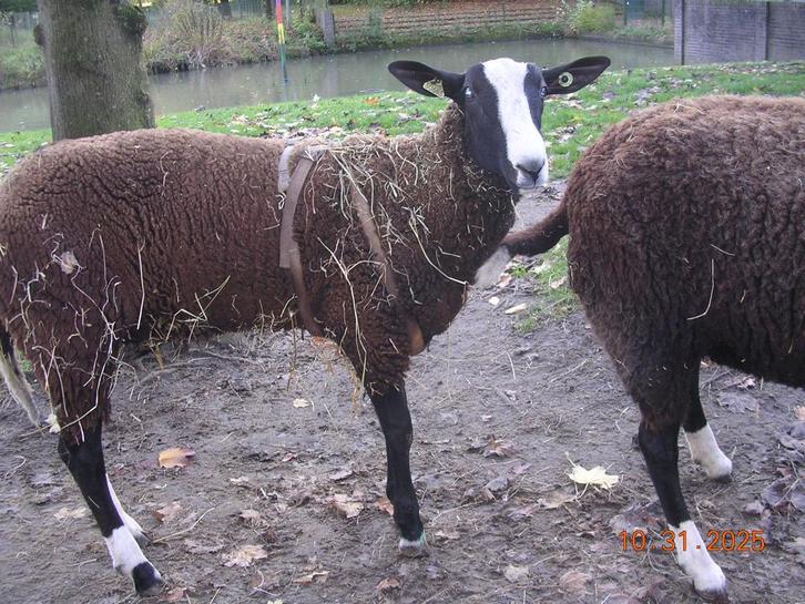 Zwartbles dekram stamboek NZS zwoegervrij  Q koorts geënt, Dieren en Toebehoren, Schapen, Geiten en Varkens, Schaap, Mannelijk