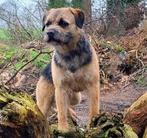 BORDER TERRIER DEKREU GUS, Dieren en Toebehoren, Honden | Dekreuen, Particulier, Rabiës (hondsdolheid), Reu, Buitenland