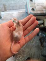 Kleurmuizen te koop in pelt!, Dieren en Toebehoren, Muis, Mei, Meerdere dieren, Tam