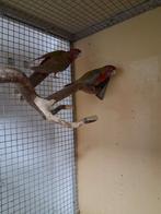 Mooi jong koppel pennant rosella's cinamon, Meerdere dieren, Parkiet