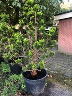 Te koop : 3 Chamaecyparis obtusa bonsai 200 cm, Ophalen, Overige soorten, Minder dan 100 cm