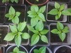 Biologische madame Jeannette plantjes peper, Ophalen, Volle zon, Groenteplanten, Eenjarig