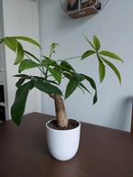 Geldboom te koop voor weinigPachira aquatica, Ophalen, Halfschaduw, Minder dan 100 cm