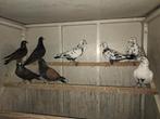 Zwarte en zwartbonte kleurpostduiven tt kwaliteit gramberen, Dieren en Toebehoren, Mannelijk, Parkiet, Geringd