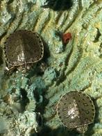 schildpadjes 2 stuks ong 10 cm groot, Ophalen, Terrarium of Paludarium