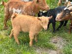 Cae en Cl vrij dwergbokje van 2025, Dieren en Toebehoren, Mannelijk, Geit