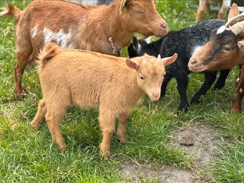 Cae en Cl vrij dwergbokje van 2025, Dieren en Toebehoren, Schapen, Geiten en Varkens, Geit, Mannelijk