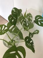 Monstera monkey mask stekjes, Huis en Inrichting, Kamerplanten, Ophalen, Overige soorten, Halfschaduw, Minder dan 100 cm