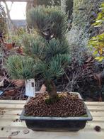 Pinus bonsai, zeer mooi, Ophalen, Bloeit niet, Halfschaduw, Overige soorten