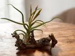 Tillandsia Caput Medusae, Ophalen of Verzenden, Overige soorten, Minder dan 100 cm