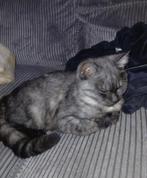 Britse korthaar katertje 6 maanden, Dieren en Toebehoren, Katten en Kittens | Overige Katten, Kater, Kortharig, 0 tot 2 jaar