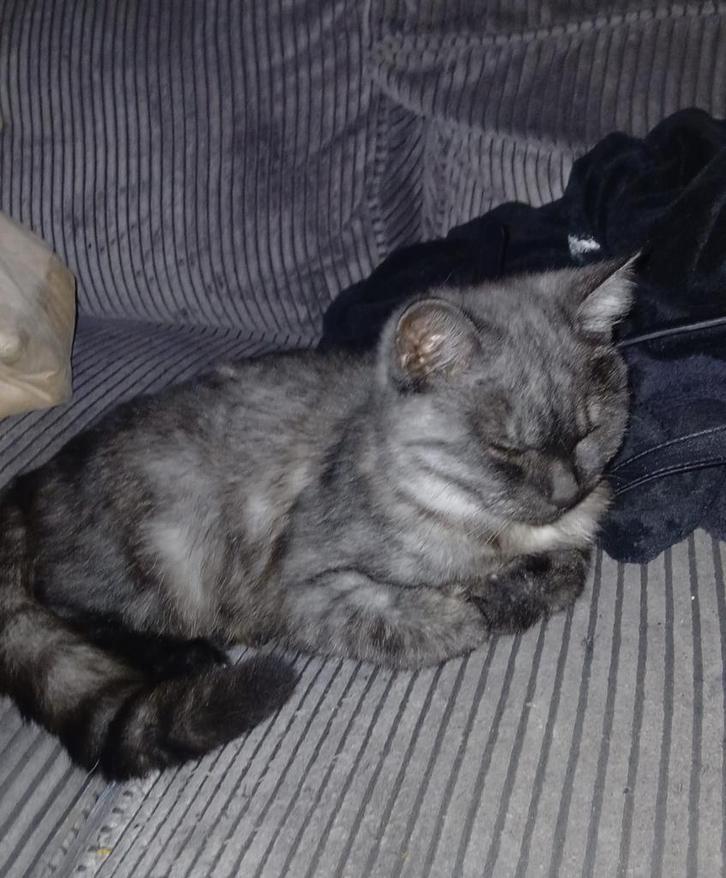 Britse korthaar katertje 6 maanden, Dieren en Toebehoren, Katten en Kittens | Overige Katten, Kortharig, Kater, 0 tot 2 jaar